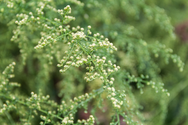 Artemisia annua