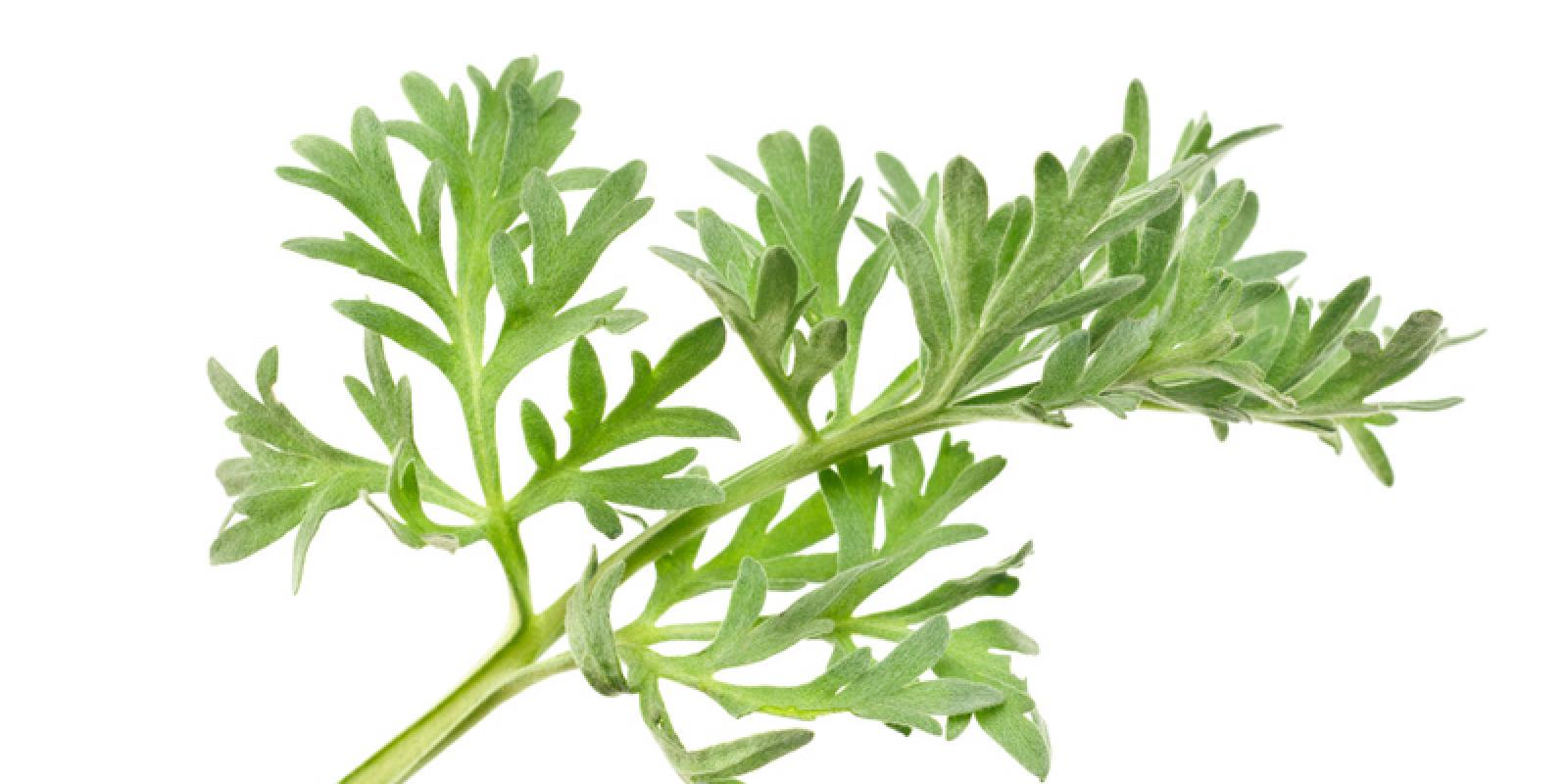 Artemisia absinthium
