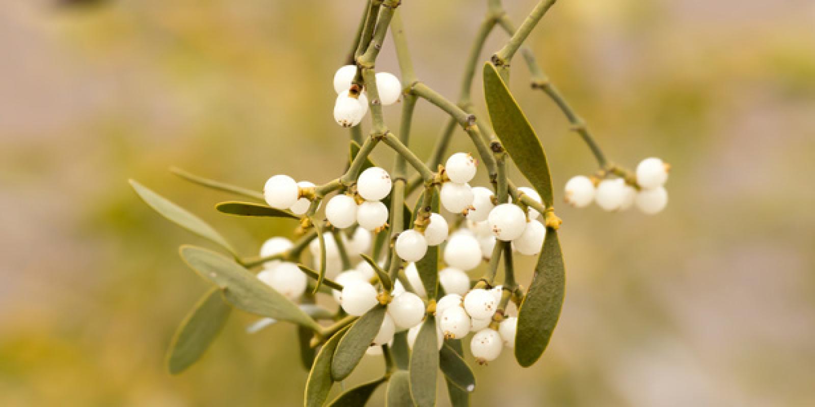 Branch of Mistletoe (viscum album) with white berries