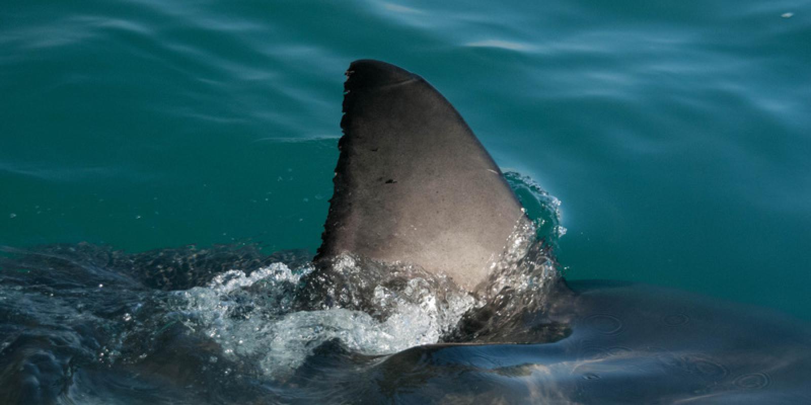 Shark fin, by Mostphotos