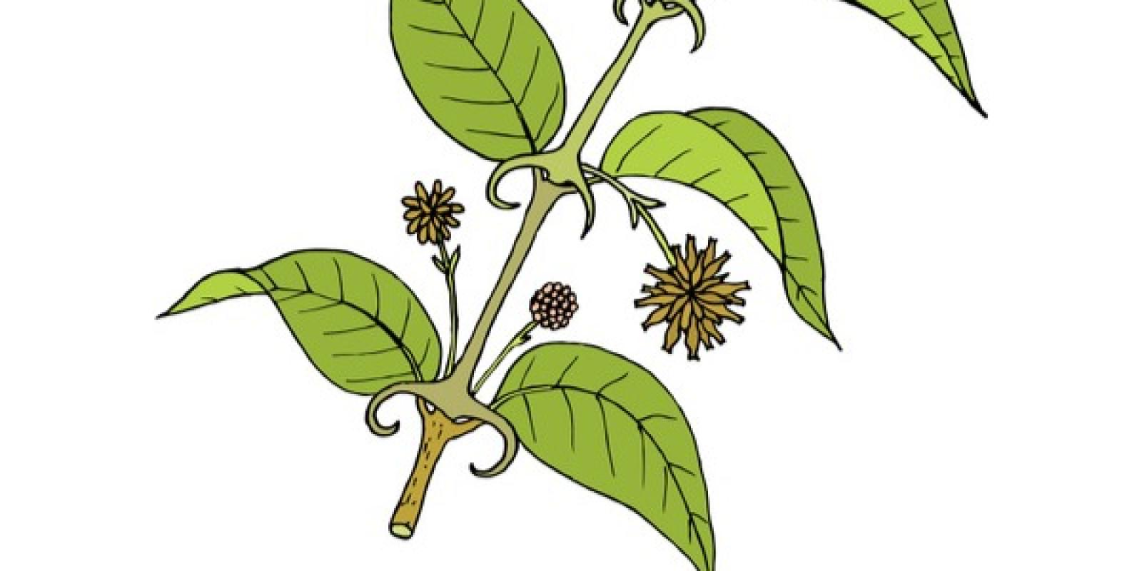 drawing of cat's claw plant