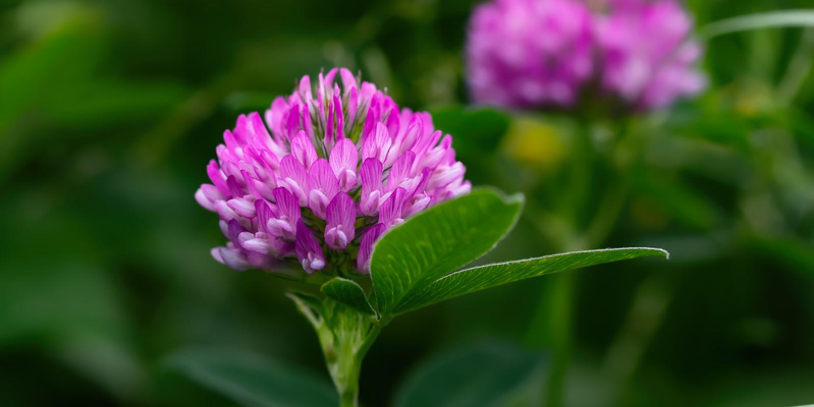 Red clover