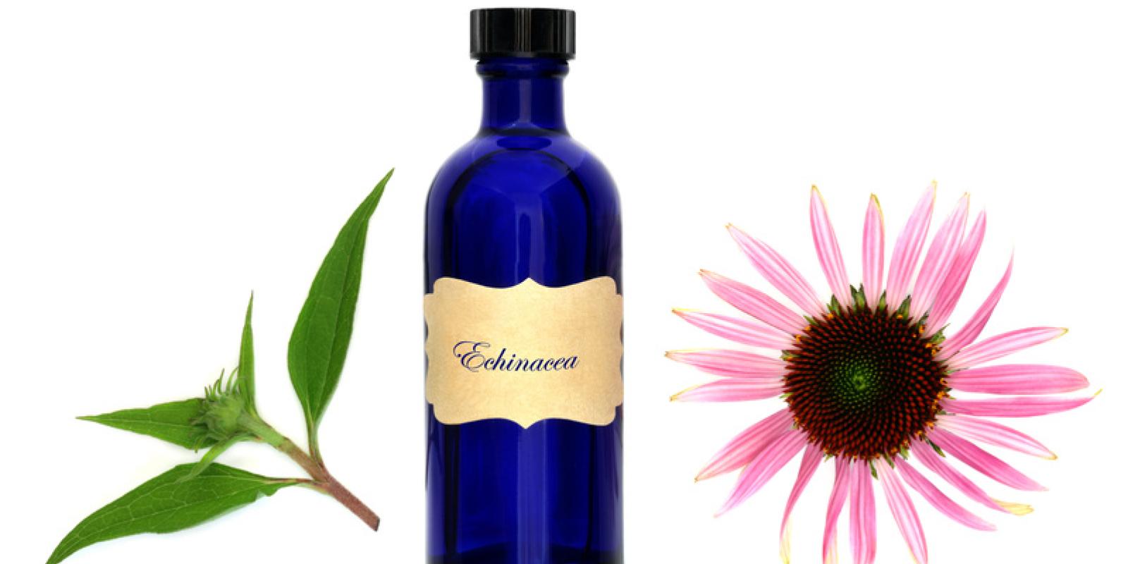 Echinacea 