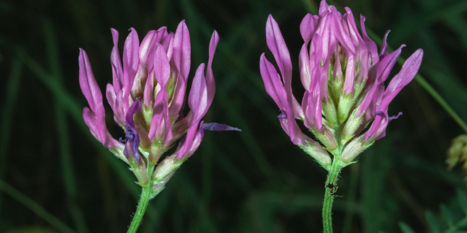 astragalus inflorescence with purple flowers