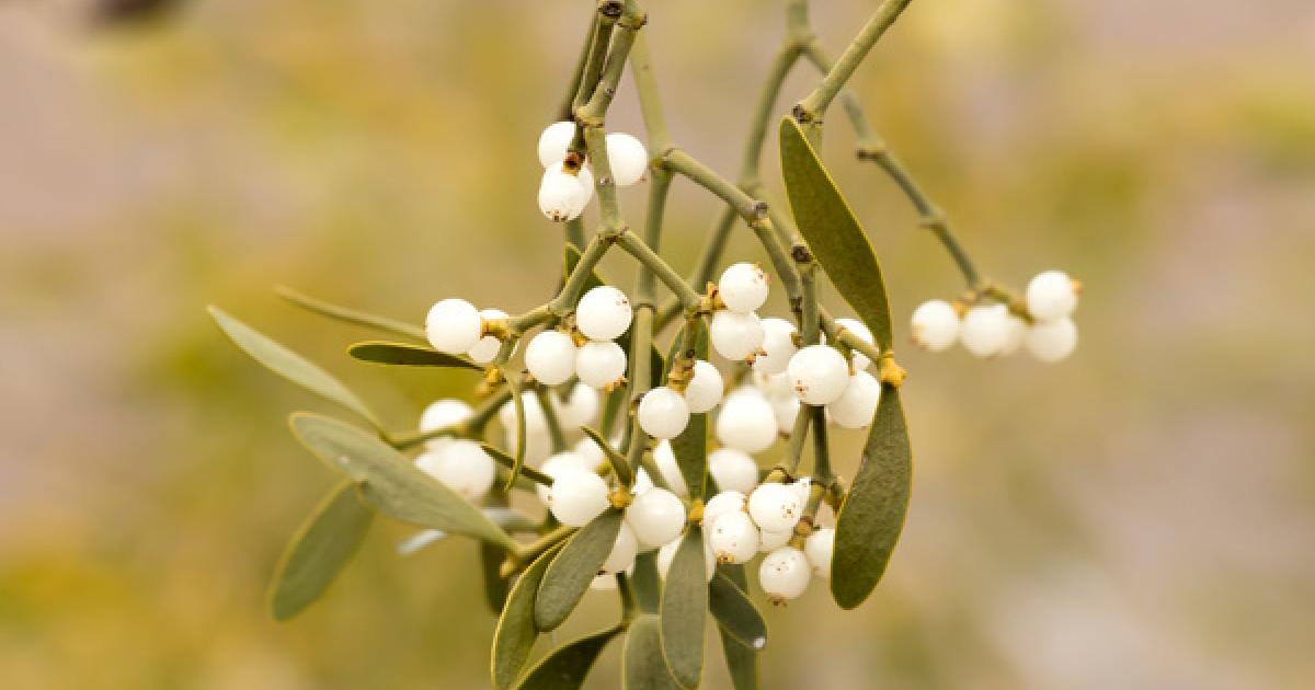 Mistletoe (Viscum album) | CAM Cancer