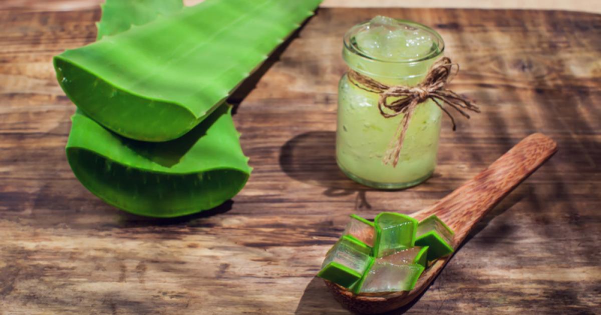 Aloe vera (Aloe) | CAM Cancer