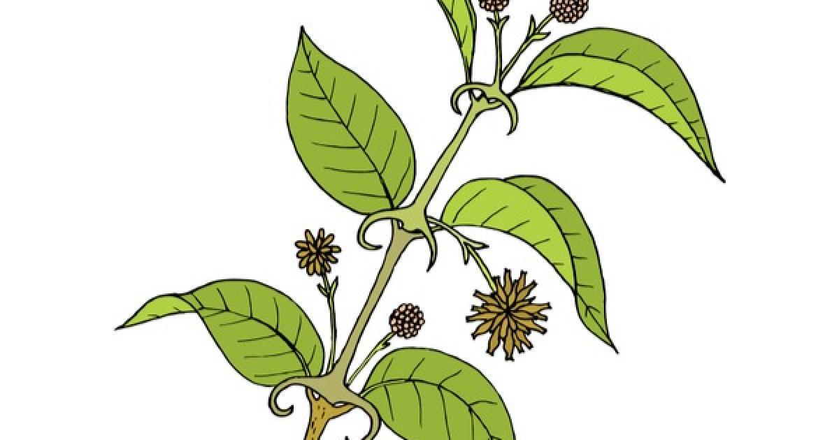 Cat's Claw 505 Mg | Uncaria Tomentosa - Una De Gato Cat's Claw Liquid Extract, Cat's Claw (Uncaria Tomentosa)